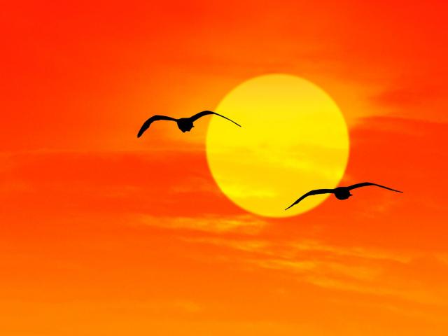 Birds_074