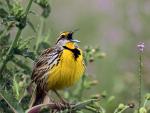 Birds_076