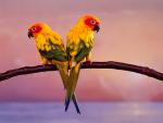 Birds_078