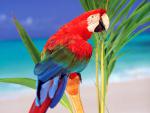Birds_081