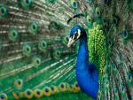 Birds_082