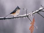 Birds_084