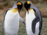 Birds_085