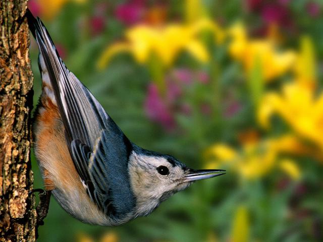 Birds_087