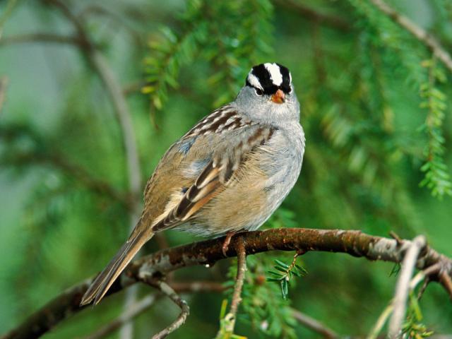 Birds_088