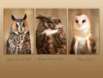 Birds_089