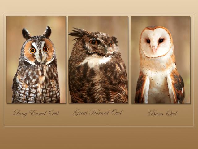 Birds_089