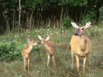 Animals_230