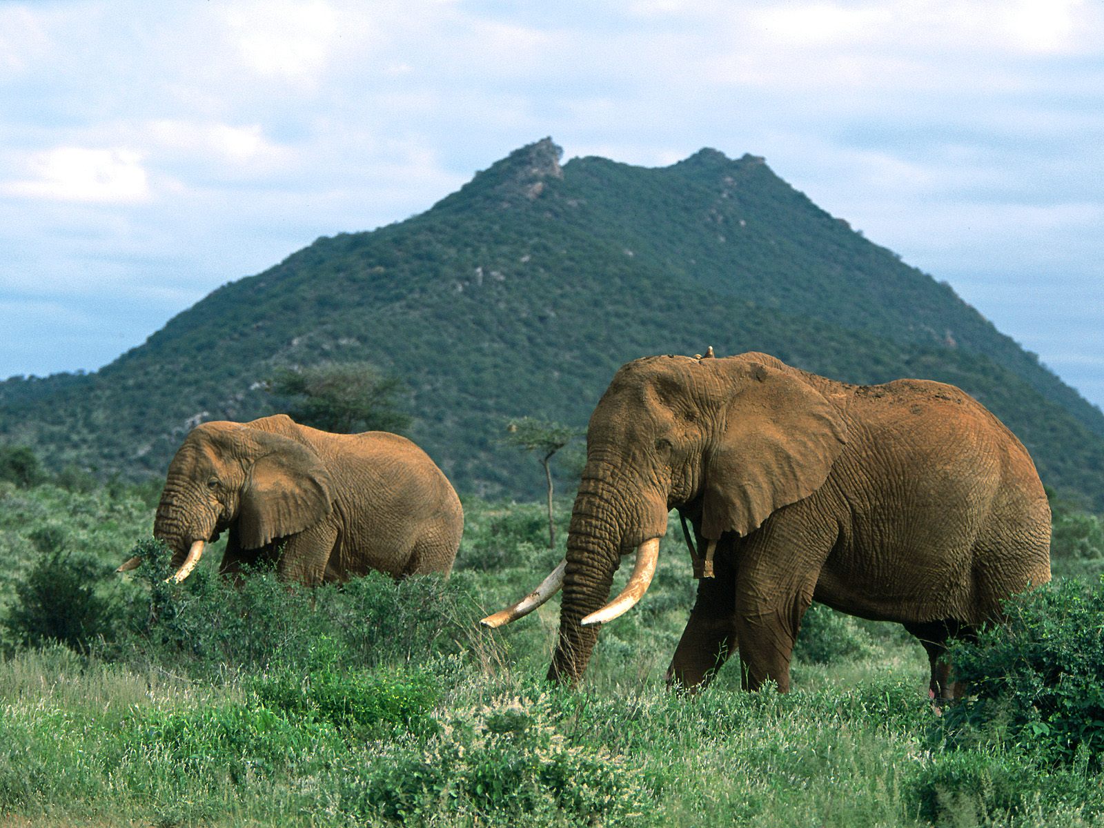 Animals_232