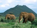 Animals_232