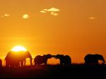 Animals_233