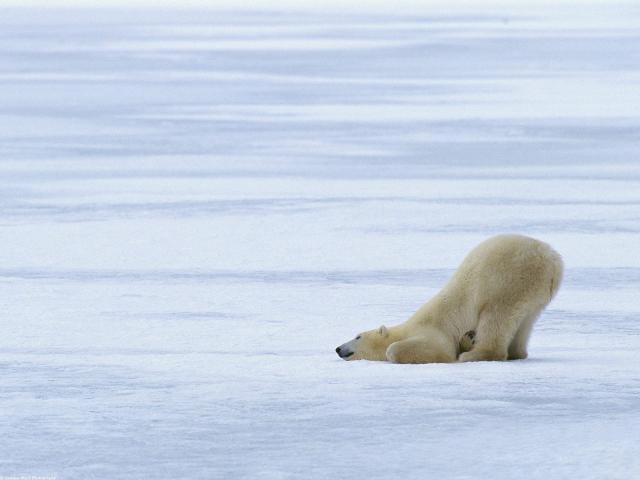 Animals_234
