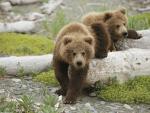 Animals_235