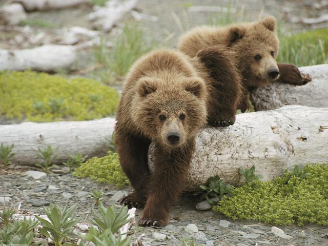 Animals_235
