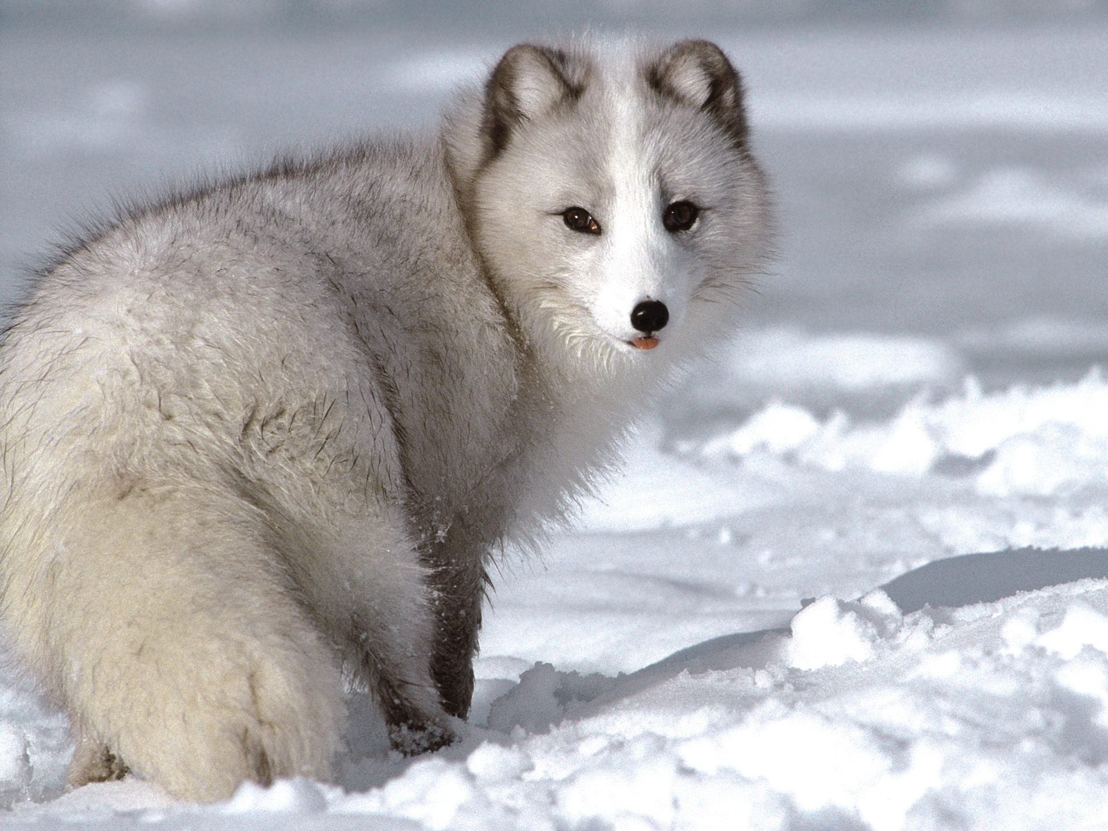 Animals_238
