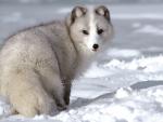 Animals_238