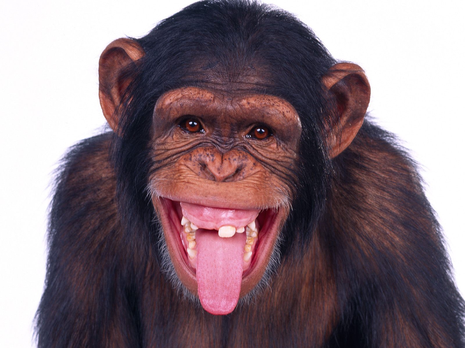 Animals_239