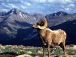 Animals_244