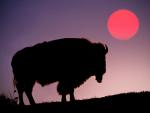 Animals_245
