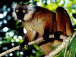 Animals_248