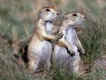 Animals_251