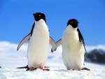 Animals_256