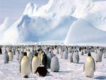 Animals_257