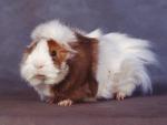 Animals_258