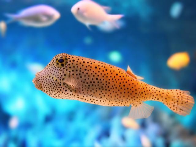 ocean-life-445