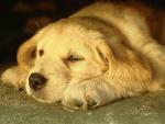 dog_420
