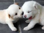 dog_421