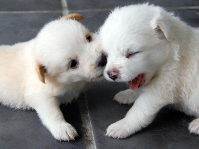dog_421