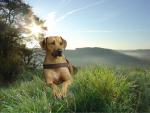 dog_423