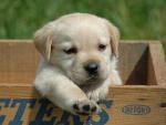 dog_427