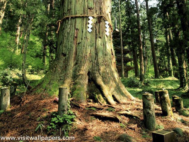 Japan_Temple_18