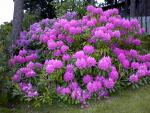 Garden_010