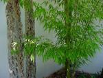 Garden_024