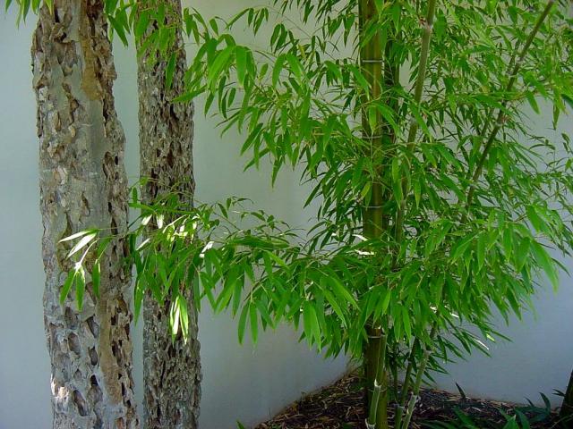 Garden_024