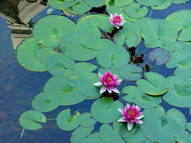 Garden_029