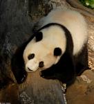 Animals_259
