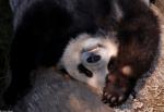 Animals_261