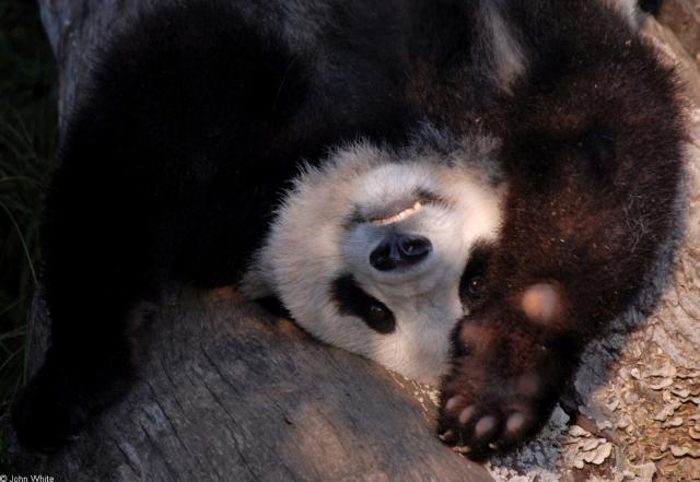 Animals_261