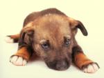 dog_431