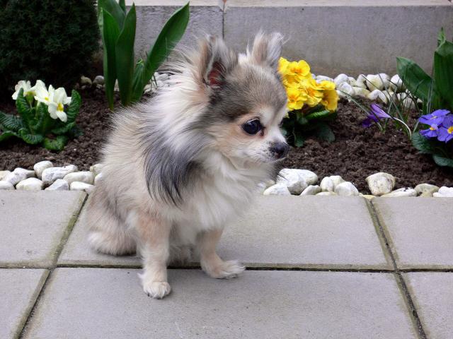 dog_434