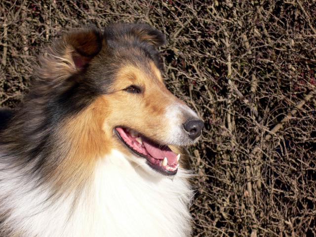 dog_436