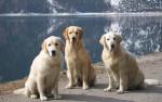 dog_437