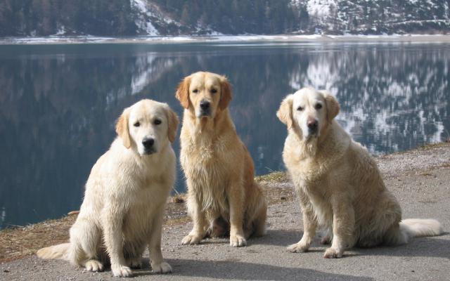 dog_437
