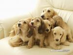 dog_438