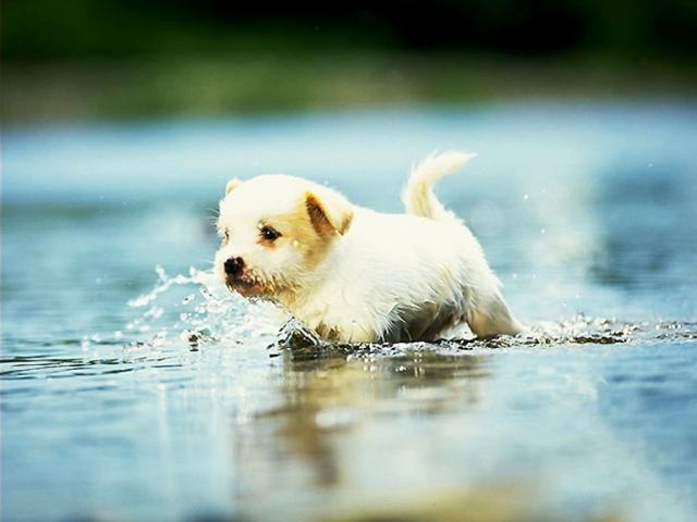 dog_439