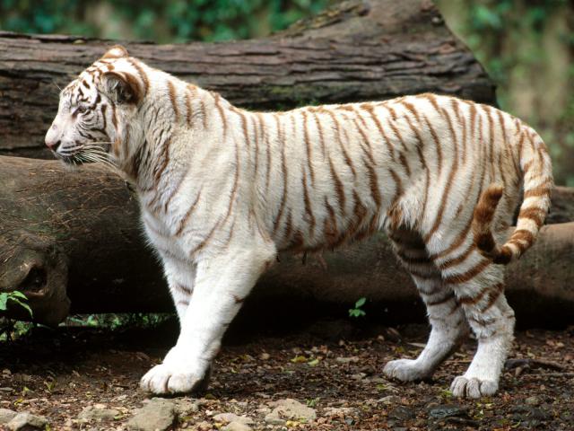 Bengal_Tiger